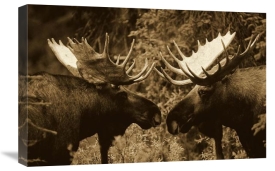 Michael Quinton - Alaska Moose males confronting each other in the fall, Alaska - Sepia