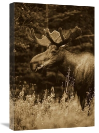 Michael Quinton - Alaska Moose feeding on Fireweed flowers in the spring, Alaska - Sepia
