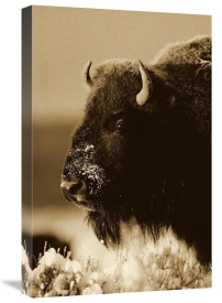 Tim Fitzharris - American Bison portrait in snow, North America - Sepia
