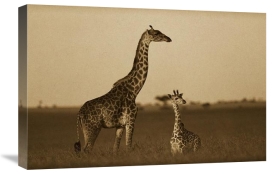 Tim Fitzharris - Giraffe adult and foal on savanna, Kenya - Sepia
