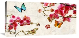 Teo Rizzardi - Orchids & Butterflies