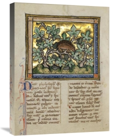 Franco-Flemish 13th Century - A Hedgehog