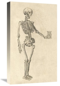 Caspar Bauhin - Human Skeleton with Hourglass