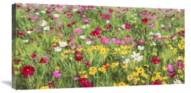 Silvia Mei - Field of Flowers