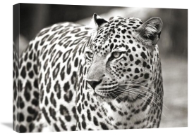 Claudia Lothering - Portrait of leopard, South Africa