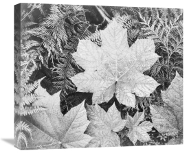 Ansel Adams - Leaves, Glacier National Park, Montana - National Parks and Monuments, 1941