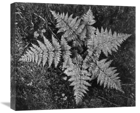 Ansel Adams - Ferns, Glacier National Park, Montana - National Parks and Monuments, 1941