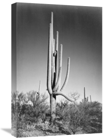 Ansel Adams - Full view of cactus and surrounding shrubs, In Saguaro National Monument, Arizona, ca. 1941-1942