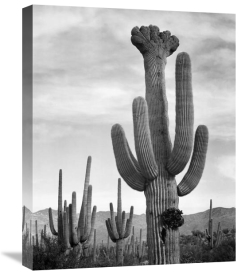 Ansel Adams - Full view of cactus with others surrounding, Saguaros, Saguaro National Monument, Arizona, ca. 1941-1942