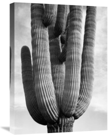 Ansel Adams - Detail of cactus Saguaros, Saguro National Monument, Arizona, ca. 1941-1942