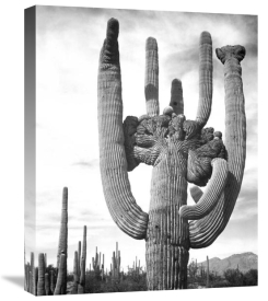 Ansel Adams - View of cactus and surrounding area Saguaros, Saguaro National Monument, Arizona, ca. 1941-1942