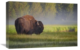 Sandipan Biswas - Bison In Morning Light