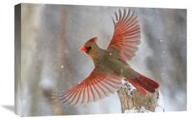Mircea Costina - Snow Storm