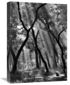 Yvette Depaepe - Enchanted Forest