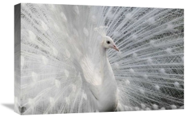 Victoria Ivanova - As White As Snow
