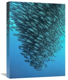 Henry Jager - Schooling Jackfishes