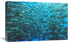 Henry Jager - Splitted School Of Jackfish