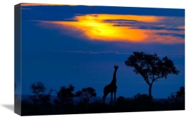 Mario Moreno - A Giraffe At Sunset