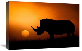 Mario Moreno - Rhino Sunrise