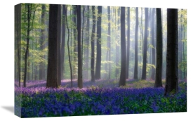 Adrian Popan - Bluebells