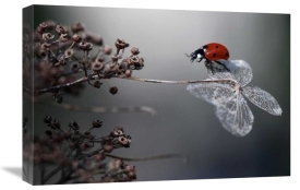 Ellen Van Deelen - Ladybird On Hydrangea.