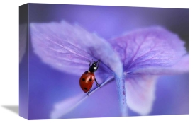 Ellen Van Deelen - Ladybird On Purple Hydrangea