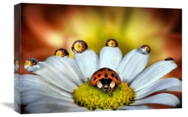 Ghizzi Panizza Alberto - The vanity of the ladybug