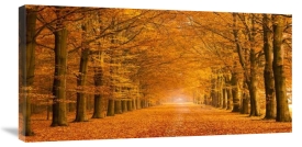 Pangea Images - Woods in autumn