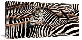 Pangea Images - Herd of zebras