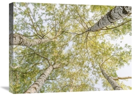 Pangea Images - Birch woods in spring
