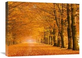 Pangea Images - Woods in autumn