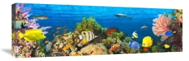 Pangea Images - Life in the Coral Reef, Maldives