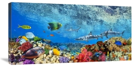 Pangea Images - Reef Sharks and fish, Indian Sea