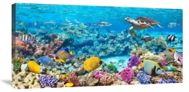 Pangea Images - Sea Turtle and fish, Maldivian Coral Reef