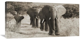 Anonymous - Herd of African Elephants, Kenya