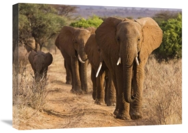 Anonymous - Herd of African Elephants, Kenya