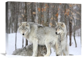 Anonymous - Grey wolves huddle together during a snowstorm, Quebec