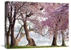 Anonymous - Cherry trees bloom, Washington, USA