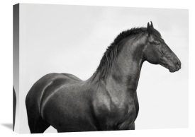 Pangea Images - King Mamba, Stallion