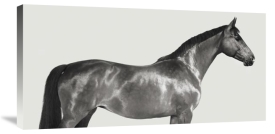 Pangea Images - Kingsman Cavalier, English Thoroughbred