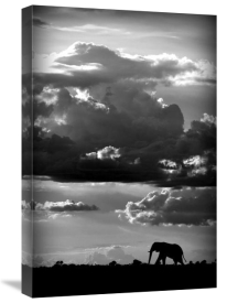 Wildphotoart - He Walks Under An African Sky