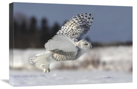 Mircea Costina - Bubo Scandiacus