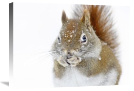 Mircea Costina - Christmas Squirrel