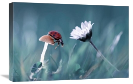 Fabien Bravin - The Story Of The Lady Bug That Tries To Convice The Mushroom To Have A Date With The Beautiful Daisy