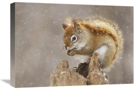 Mircea Costina - Snow Storm