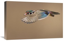 Mircea Costina - Wood Duck