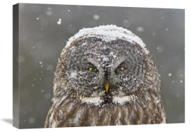 Mircea Costina - Great Grey Owl Winter Portrait