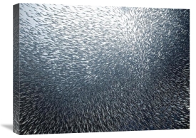 Henry Jager - Sardines Firework
