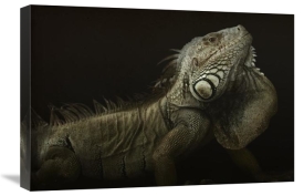 Aleksandar Milosavljevic - Iguana Profile