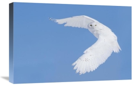 Mircea Costina - Hunting Snowy Owl